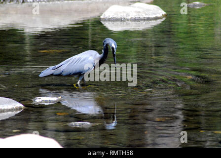 Eine schöne Szene eines Weißen konfrontiert Reiher spiegelt sich in einer australischen Teich beim Angeln. Stockfoto