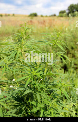 Cannabis Ruderalis wachsen im Busch. Cannabis Pflanze, die in das Feld ein. Wilde Pflanze von Marihuana Stockfoto