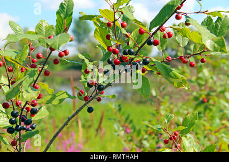 Zweigniederlassungen von FRANGULA ALNUS mit schwarzen und roten Beeren. Früchte der FRANGULA ALNUS Stockfoto