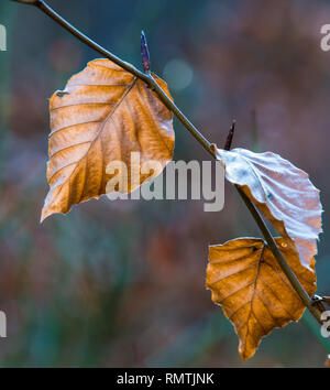 Buche Hell hinterleuchtete Herbst bunte Blätter im Herbst Winter, mit geringer Tiefenschärfe. Neuen Blattknospen bereits Stockfoto