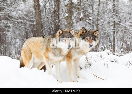 Zwei prächtige Wölfe Wolf Pack in kaltem Winter Forest Stockfoto