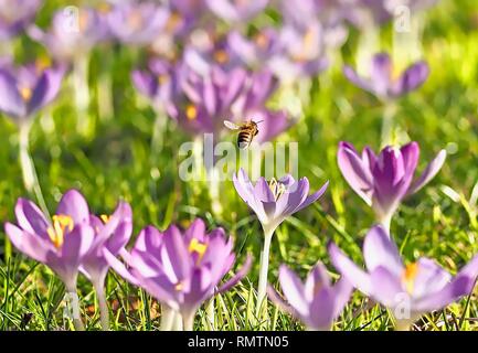 Flying honea Biene über ein Feld mit rosa Krokusse Stockfoto