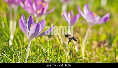 Flying honea Biene über ein Feld mit rosa Krokusse Stockfoto