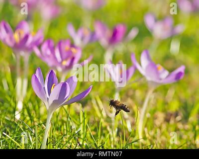 Flying honea Biene über ein Feld mit rosa Krokusse Stockfoto