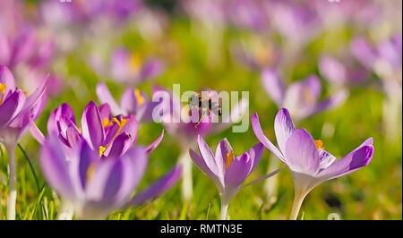 Flying honea Biene über ein Feld mit rosa Krokusse Stockfoto