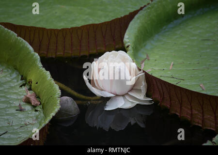 Riese Amazon waterlily hinter seinem grossen schwimmenden Blatt im botanischen Garten in Rio de Janeiro Stockfoto