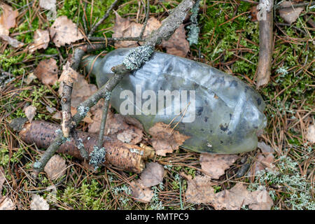 Müll in den Wald. Haunted Wald und Natur. Winter, Frühjahr. Stockfoto