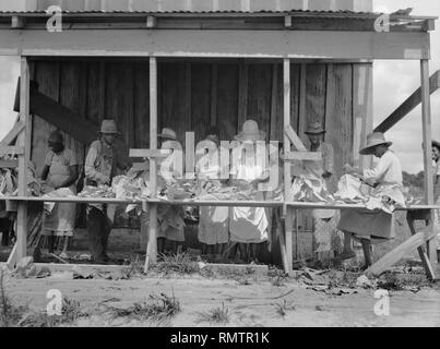 Gruppe von Arbeitern Stringing Tabak, Florenz County, South Carolina, USA, Farm Security Administration, 1938 Stockfoto