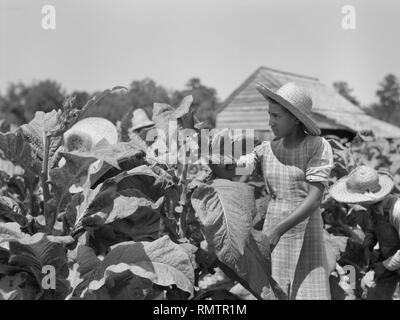 Vier Arbeiter in Tabakfeld, Florenz County, South Carolina, USA, Farm Security Administration, 1938 Stockfoto