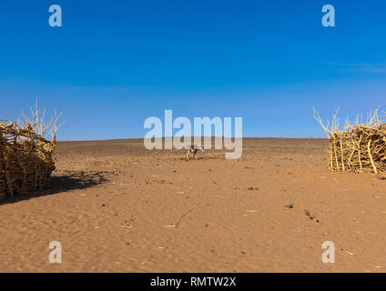 Bedouin Village in Bayoda Wüste, nördlichen Staat, Bayuda Wüste, Sudan Stockfoto