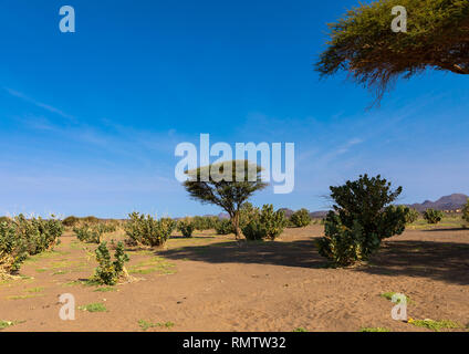 Bäume in einer trockenen Gegend, nördlichen Staat, Bayuda Wüste, Sudan Stockfoto