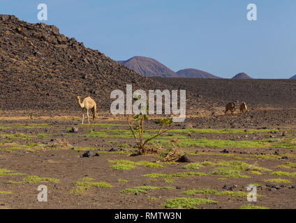 Kamele in einer felsigen Landschaft, nördlichen Staat, Bayuda Wüste, Sudan Stockfoto