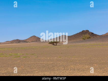Einsamer Baum in der Wüste, nördlichen Staat, Bayuda Wüste, Sudan Stockfoto