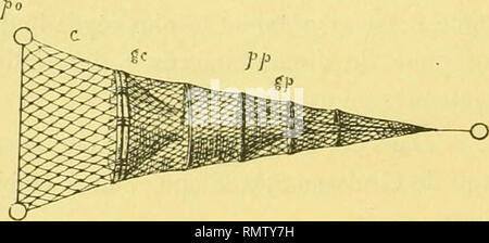 . Annales du Musée d'histoire naturelle de Marseille veröffentlicht, aux frais de la Ville ... . - 334 - portées par chacune Trois pieux. Entre ces Ailes et la paradière sind ménagés Deux étroits Passagen La Libre entrée du Poisson gießen. R, deux continuent reculs qui Les Ailes. Chaque recul (Abb. 137) Seife un col c et une pantanne s. Le Col a la forme d'une Pyramide tronquée dont la Grande base forme Une große Ouverture weiterhin avec l'aile et Tenue béante au moyen de deux pieux opposés Po; la petite Base, soutenue par un Cercle de Bois, Limite une Ouverture par laquelle le poisson accède Dan Stockfoto