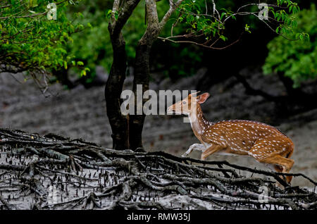 Spotted Deer, Chital, Achse, das Roaming in den Mangroven, sundarban Tiger Reserve, West Bengal, Indien Stockfoto