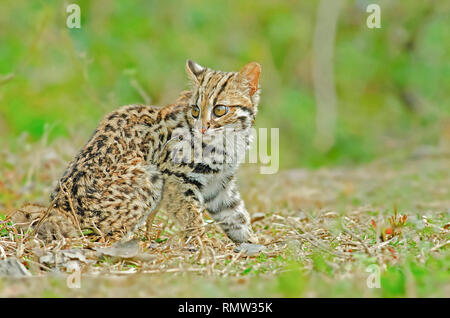 Leopard Cat, Prionailurus bengalensis, Bevölkerung Trend stabil, buxa Tiger Reserve, West Bengal, Indien Stockfoto