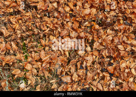 Herbst Malerei, Herbst Ahorn Blätter, verschiedene Farben. Gelb, Rot, Burgund, grün, orange, - Bild Stockfoto