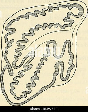 . Annales d'histoire naturelle. Fossile Wirbeltiere, Insekten. . Bitte beachten Sie, dass diese Bilder sind von der gescannten Seite Bilder, die digital für die Lesbarkeit verbessert haben mögen - Färbung und Aussehen dieser Abbildungen können nicht perfekt dem Original ähneln. extrahiert. Morgan, J. de (Jacques), 1857-1924; Frankreich. Ministère de l'instruction publique. Paris: E.Leroux Stockfoto