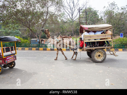 AGRA, UTTAR PRADESH, INDIEN - Februar 24, 2015: Taj Mahal ist sehr beliebter Ort, wo Kamele als Transport für touristische verwendet. Stockfoto