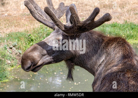 Männliche Elch mit Geweih (Alces alces) im Teich. Stockfoto