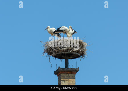 Storchennest des gemauerten Schornstein oben zwei Farbe nach oben Schindeldach mit Möwen auf Nest Stockfoto