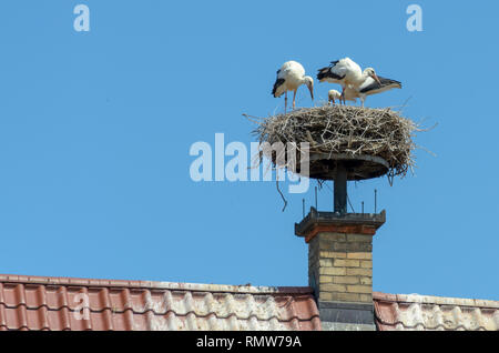 Storchennest des gemauerten Schornstein oben zwei Farbe nach oben Schindeldach mit Möwen auf Nest Stockfoto