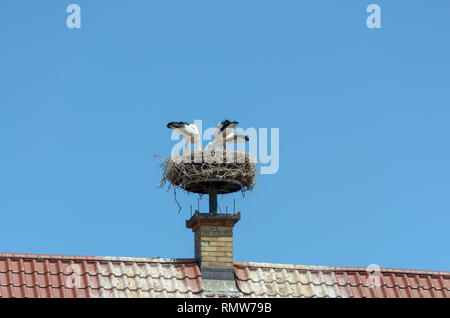 Storchennest des gemauerten Schornstein oben zwei Farbe nach oben Schindeldach mit Möwen auf Nest Stockfoto