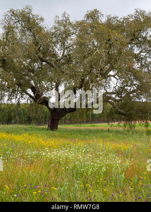 Ein Cork Tree in der nähe von Vale Seco im Süden Portugals. Cork ist die phellem Schicht von Rinde Gewebe von Korkeichen alle 15 Jahre geerntet. Cork Stockfoto