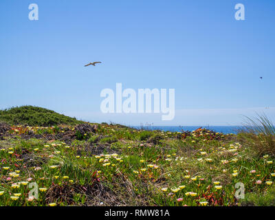 Wildblumen zwischen Zambujeira do Mar und Odeceixe im Südwesten Portugals. Das Gebiet ist Teil des Alentejo und Costa Vicentina Stockfoto