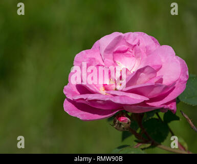 Close-up hell rosa Blume mit Blume Garten Rose auf grünem Hintergrund in hellem Sonnenlicht. Stockfoto