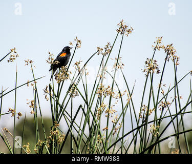 Ein männlicher Red-winged blackbird (Agelaius phoeniceus), Sitzstangen auf einem Zweig am Sepulveda Basin Wildlife Reserve, Van Nuys, CA. Stockfoto