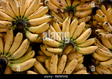 Frisch geerntete reifer Apfel Bananen oder Latundan Bananen, Bauernmarkt in Kolumbien, Südamerika. Stockfoto