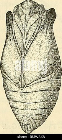 . Annales d'histoire naturelle. Fossile Wirbeltiere, Insekten. . Bitte beachten Sie, dass diese Bilder sind von der gescannten Seite Bilder, die digital für die Lesbarkeit verbessert haben mögen - Färbung und Aussehen dieser Abbildungen können nicht perfekt dem Original ähneln. extrahiert. Morgan, J. de (Jacques), 1857-1924; Frankreich. Ministère de l'instruction publique. Paris: E.Leroux Stockfoto