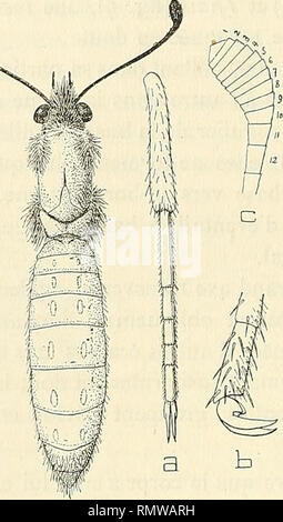 . Annales d'histoire naturelle. Fossile Wirbeltiere, Insekten. RHOPALOCÈRES. Bitte beachten Sie, dass diese Bilder sind von der gescannten Seite Bilder, die digital für die Lesbarkeit verbessert haben mögen - Färbung und Aussehen dieser Abbildungen können nicht perfekt dem Original ähneln. extrahiert. Morgan, J. de (Jacques), 1857-1924; Frankreich. Ministère de l'instruction publique. Paris: E.Leroux Stockfoto