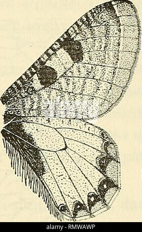 . Annales d'histoire naturelle. Fossile Wirbeltiere, Insekten. Abb. 2. - Hypermnestra helios Nick. c?. Abb. 3. - Clossiana tenedius Abb. 4. - Dorilis apollimis Ev. vgl. Hbst. d<. Ailes supérieures. - Le Dessin le plus Complexe est Offert par les Thais qui ajoutent au *, aux Haken précitées: une Série mehr oder weniger complète de Haken discales (représentées chez les Clossiana et Hypermnestra par la tache de l'Intervalle 1-2, de Développement variable), une bande de Haken submarginales pouvant atteindre Le bord interne et qui également existe toujours chez les Clossiana et Hypermnestra, Stockfoto