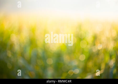 Bokeh Hintergrund, Reisfelder, helles Grün Stockfoto