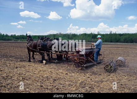 Alte Zeit Anbaumethoden, Aussaat mit Team der Pferde, Saskatchewan, Kanada Stockfoto