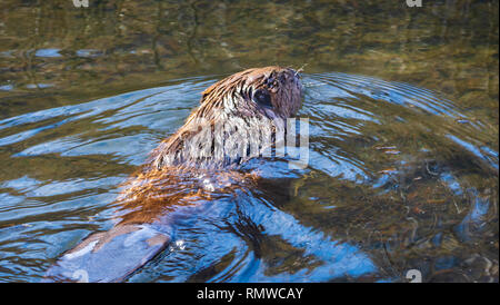 Amerikanischer Biber (Castor canadensis) Schwimmen im Creek, die Teil des flachen Schwanz, Castle Rock Colorado USA. Foto im Dezember getroffen. Stockfoto