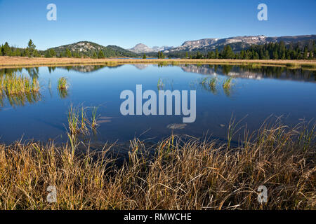 WY 03753-00 ... WYOMING - Der beartooth Mountains in einem kleinen Teich in der Nähe der Insel See in der Shoshone National Forest widerspiegelt. Stockfoto