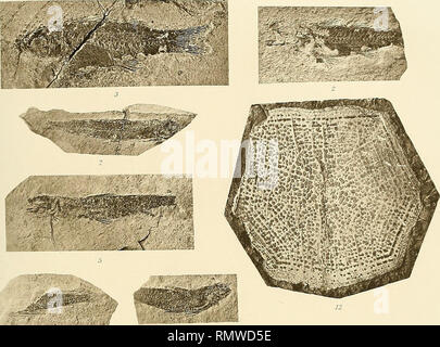 . Annales d'histoire naturelle. Fossile Wirbeltiere, Insekten. PL m. Bitte beachten Sie, dass diese Bilder sind von der gescannten Seite Bilder, die digital für die Lesbarkeit verbessert haben mögen - Färbung und Aussehen dieser Abbildungen können nicht perfekt dem Original ähneln. extrahiert. Morgan, J. de (Jacques), 1857-1924; Frankreich. Ministère de l'instruction publique. Paris: E.Leroux Stockfoto