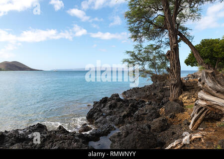 Schönes Makena Landung Baum mit Bay im Hintergrund. Pu'u Olai nur Peaking in das Foto auf der linken Seite Stockfoto