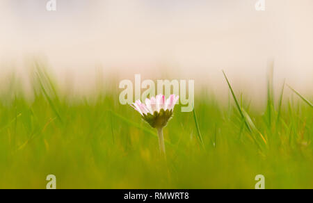 Eine einzige Daisy im grünen Gras Stockfoto