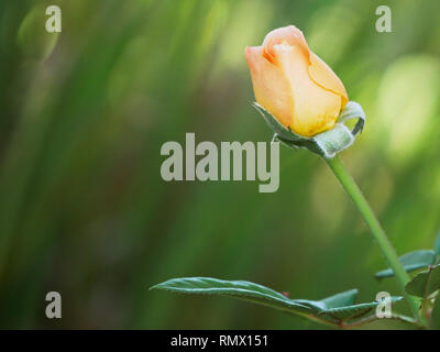 Pfirsich und gelb gefärbte Garten rose bud auf einem Schaft mit grünem Hintergrund Stockfoto