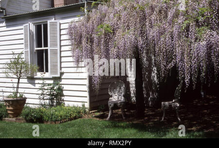 Altes Landhaus in den BLUE MOUNTAINS MIT AUSSENBEREICH mit Glyzinien bedeckt. NEW SOUTH WALES, Australien. Stockfoto