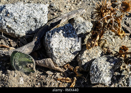 Dessert Felsen, getrocknete Pflanzen und eine zerbrochene Flasche im La Quinta, Kalifornien Stockfoto
