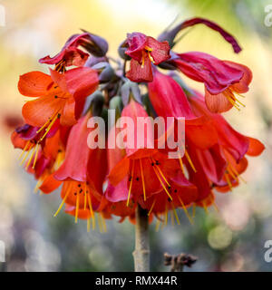 Mutter von Tausenden (Bryophyllum daigremontianum) Blumen in Palm Springs, Kalifornien, USA Stockfoto