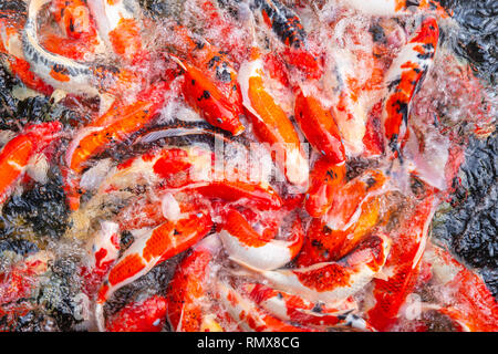 Bunten japanischen Koi Karpfen Fisch oder rot überlaufen Draufsicht in Pond Park. Stockfoto