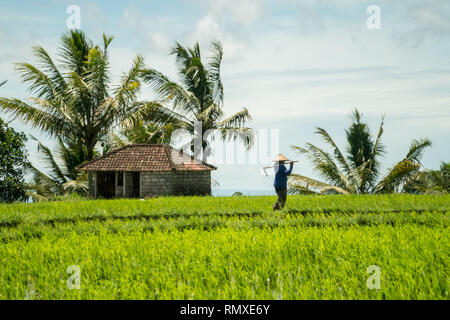 Januar 20th, 2019 - Bali, Indonesien - Bauer auf den Reisfeldern von Jatiluwih in Bali, Indonesien. Stockfoto