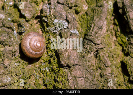 Foto eines natürlichen Still life Shell einer Schnecke close-up auf der Rinde eines Baumes im Wald stecken geblieben Stockfoto