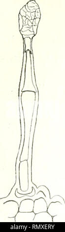 . Annales des sciences naturelles. Pflanzen, Biologie. 232 FERIVAIVD JADIIV. Leurs, les autres glanduleux. Dans ce cas, letzte ces poils, semblables à ceux de la tige, ont un pédicelle Allongé,, formé de deux à trois cellules superpo-sées et par une Tête oblongue terminées, pluricellulaire. Auf trouve des stomates sur les deux Gesichter. En Coupe, auf oit l'épiderme Supérieur composé de cellules irrégulières, tantôt grandes, tantôt Petites: Le Tissu palissa - dique est formé d'une rangée de cellules; au-dessous auf sechs à Sept rangées de cellules aplaties beobachten; puis auf retrouve une rangée de Cel Stockfoto